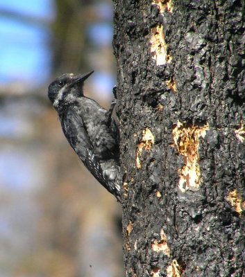 Black Backed Woodpecker