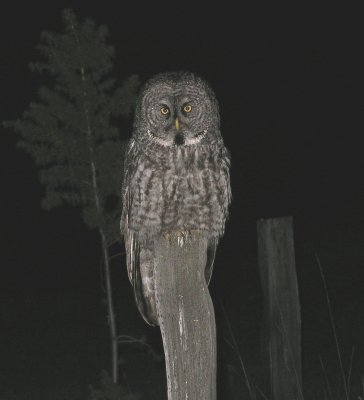 Great Gray Owl at dusk
