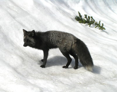 Blue fox on Snow