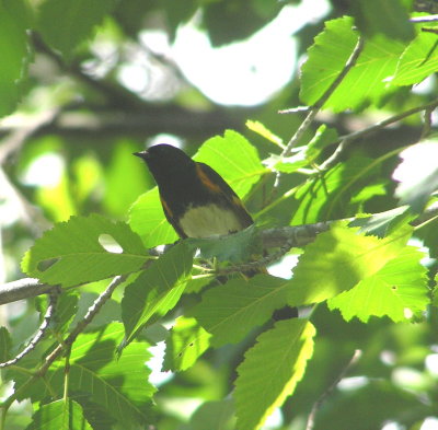 American Redstart (male)
