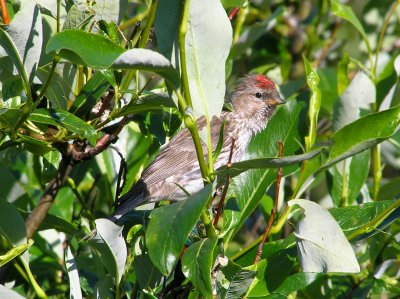 Common Redpoll (summer plumage)