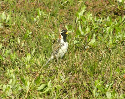 Lapland Longspur