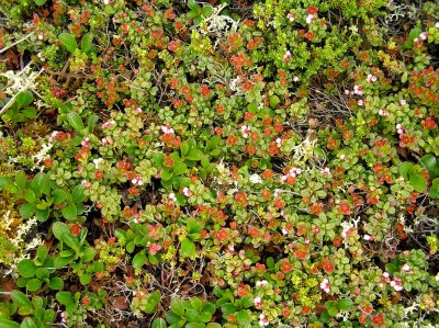 Tundra vegetation