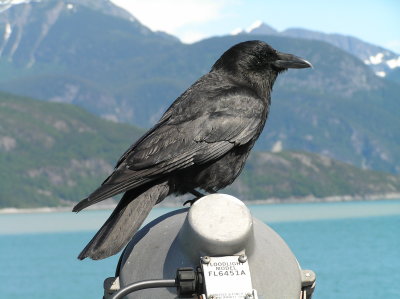 Northwestern Crow