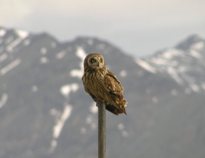 Short eared owl