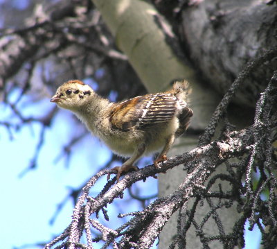 Taiga Spruce grouse chick