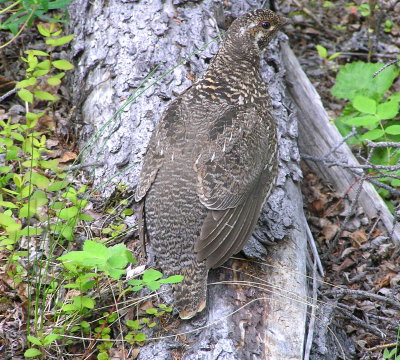 Taiga spruce grouse