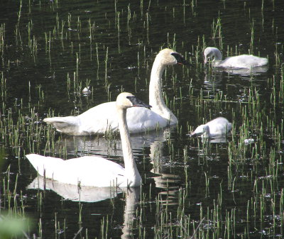 Trumpter swan family