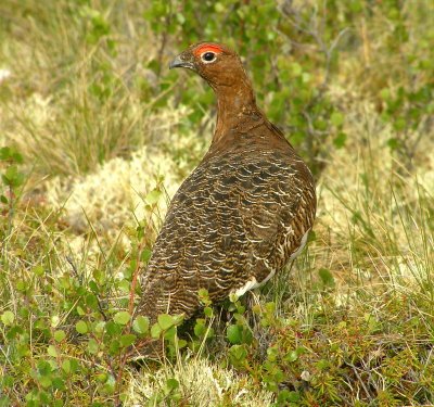 Willow ptarmigan