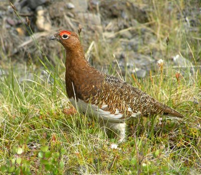 Willow ptarmigan male