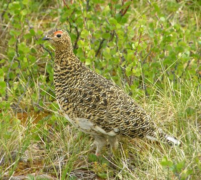 Willow ptarmigan