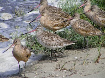 Bar-tailed Godwit with Marbleds