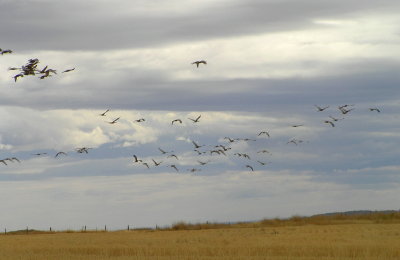 Sandhill flock R 280.jpg