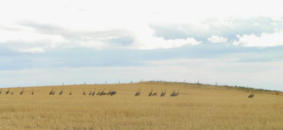 Sandhill Crane flock in wheat field