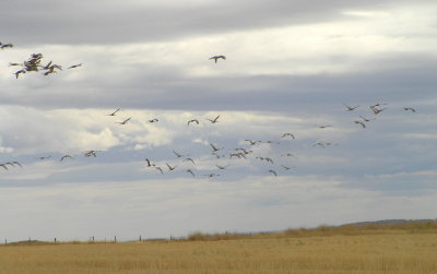 Sandhill Crane flock