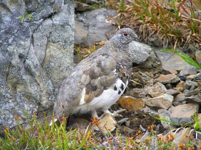 White tailed ptarmigan