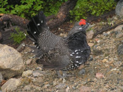 Spruce Grouse