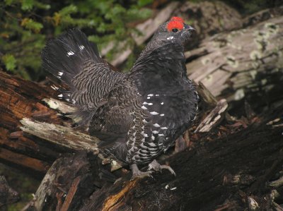 Spruce Grouse