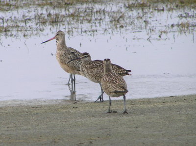 Whimbrels with Marbled Godwit