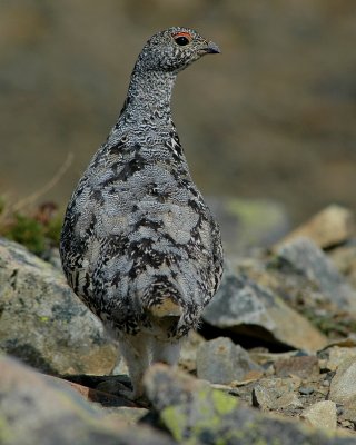White tailed Ptarmigan (female) photo by Guy McWethy