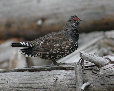 Spruce Grouse photo by Guy McWethy