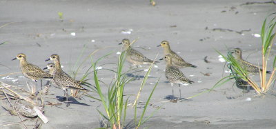 Pacific Golden Plovers