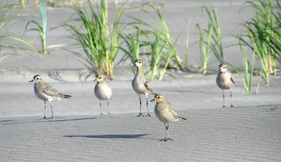 Pacific Golden Plovers with one American