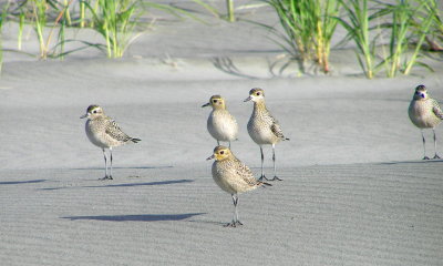Pacific Golden Plovers with one American in mix