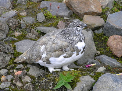 White tailed ptarmigan (male)