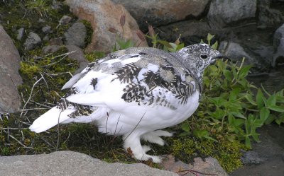 White tailed ptarmigan (female)