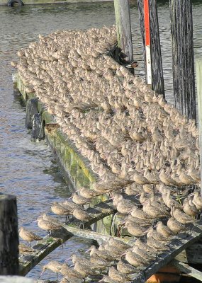 Godwit galore (Holy shit, that's a crap load of birds!!)