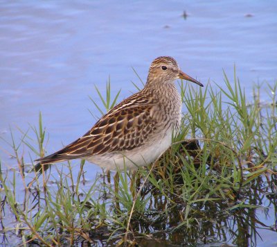 Pectoral Sandpiper