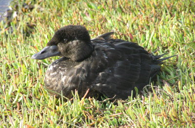 Surf Scoter.... Obviously not feeling very well :(