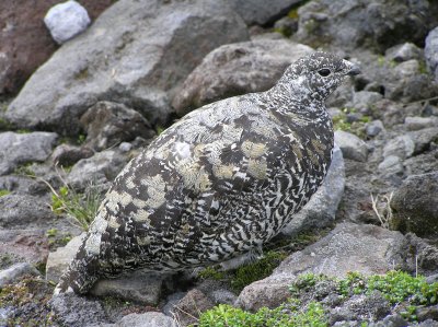 White tailed ptarmigan (9/9/2008) still in fall plumage