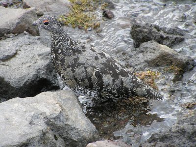 White tailed ptarmigan  (9/9/2008) still in fall plumage