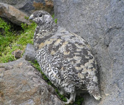 White tailed ptarmigan (9/9/2008) still in fall plumage
