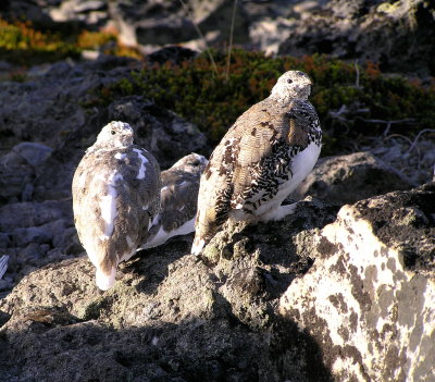 A family portrait of ptarmigans