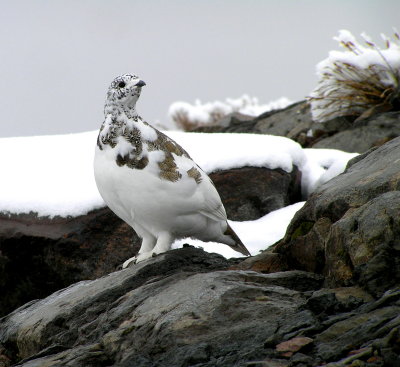 White tailed ptarmigan (10/3/2009)