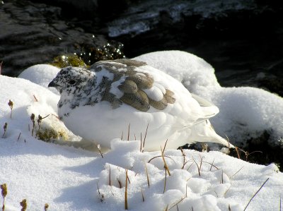 White tailed ptarmigan (10/11/2009)