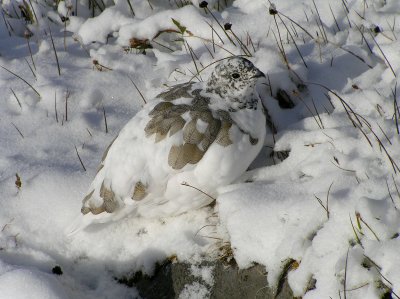 White tailed ptarmigan (10/11/2009)