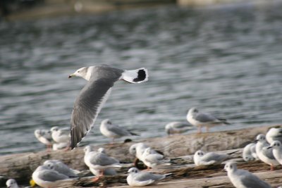 Black tailed Gull image B