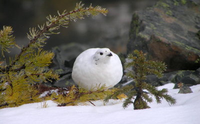 White tailed ptarmigan eating larch needles