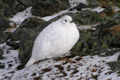 White tailed ptarmigan (10/18/2009)