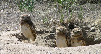 Burrowing owlets