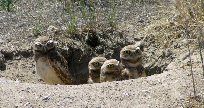 Burrowing owlets