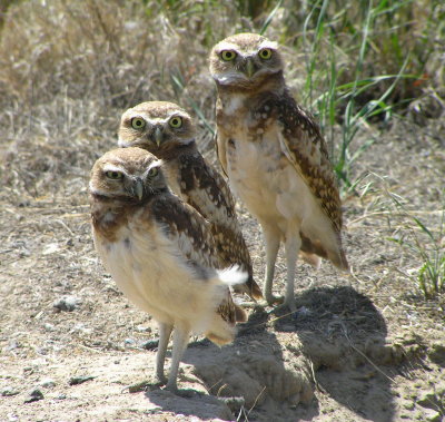 Burrowing owlets