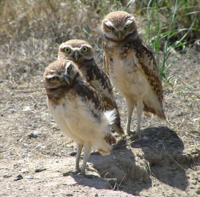 Burrowing owlets