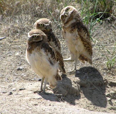 Burrowing owlets