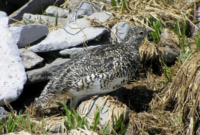 White tailed ptarmigan hen (late July)