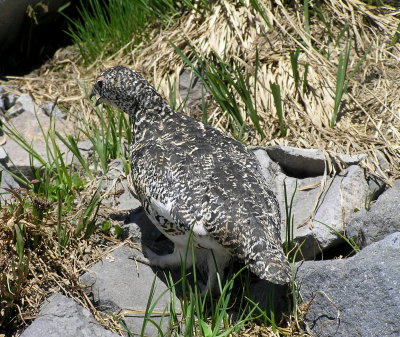 White tailed ptarmigan hen (late July)